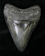 Beautiful Upper Megalodon Tooth - South Carolina #19385-1